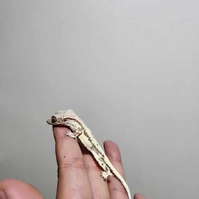 프라푸치노
