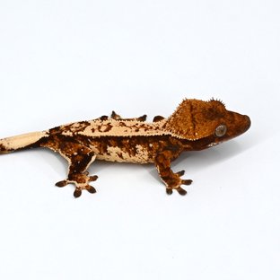 트라이 익스트림할리퀸