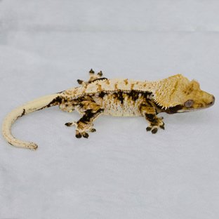 트라이 익스트림할리퀸