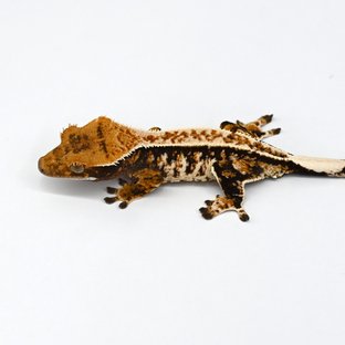 익스트림할리퀸 트라이