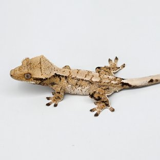 노멀 트라이 익스트림할리퀸