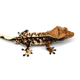 트라이 익스트림할리퀸 텐저린