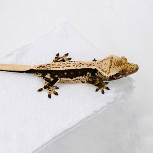 풀핀 핀스트라이프 슈퍼스트라이프