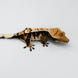 노멀 익스트림할리퀸 트라이