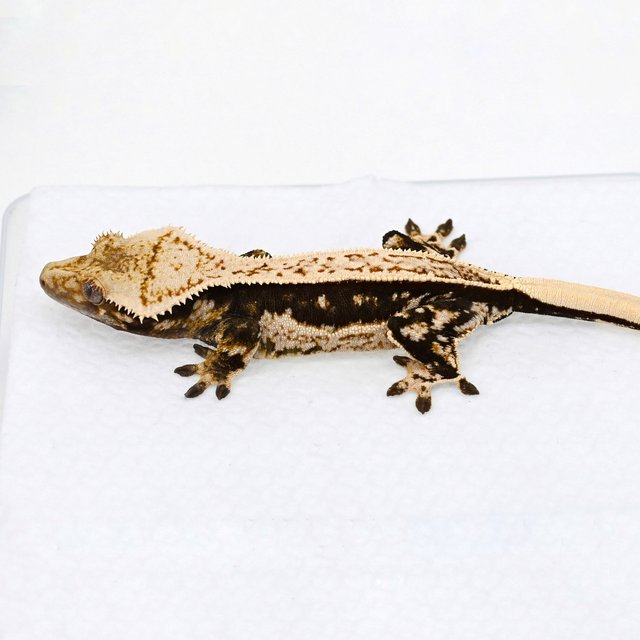 풀핀 핀스트라이프 슈퍼스트라이프