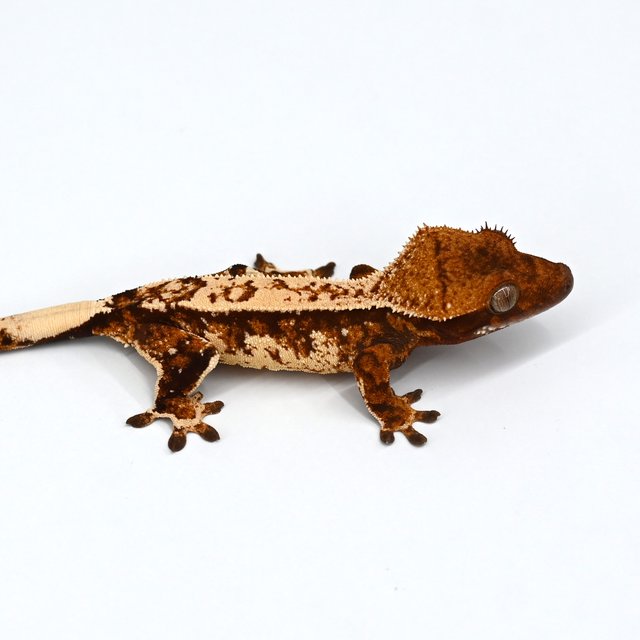 트라이 익스트림할리퀸