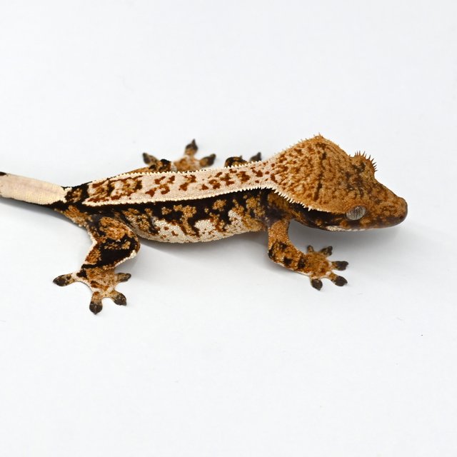 익스트림할리퀸 트라이