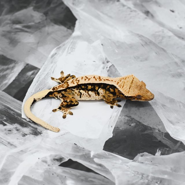 노멀 트라이 익스트림할리퀸 쿼드 텐저린 타이거