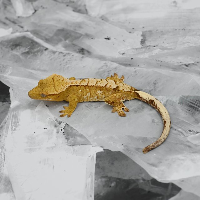 옐로우 크림시클 크림