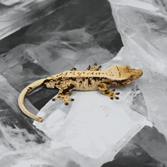 노멀 화이트스팟 드리피 익스트림할리퀸