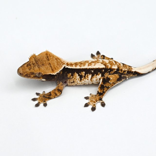 익스트림할리퀸 트라이