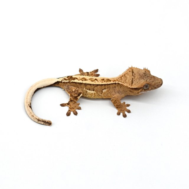 노멀 크림 크림시클 옐로우