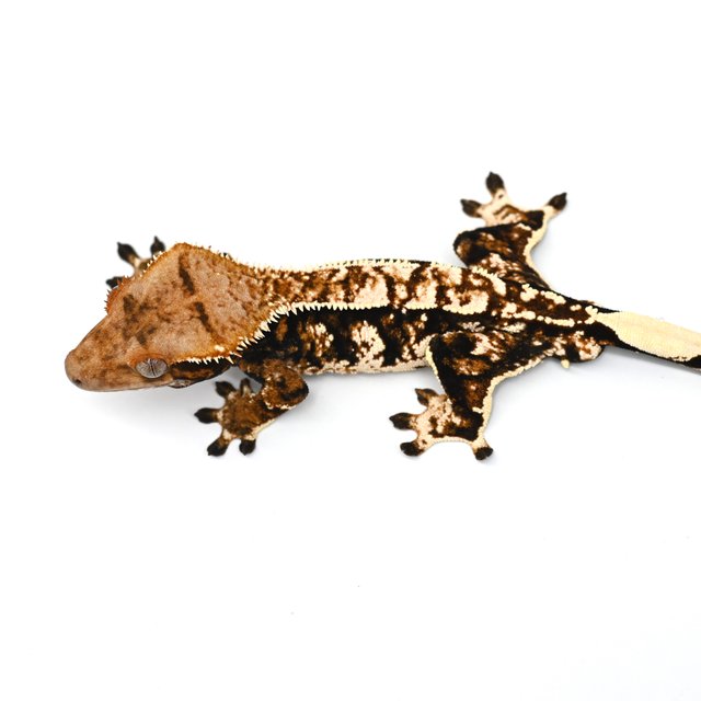 트라이 익스트림할리퀸 텐저린