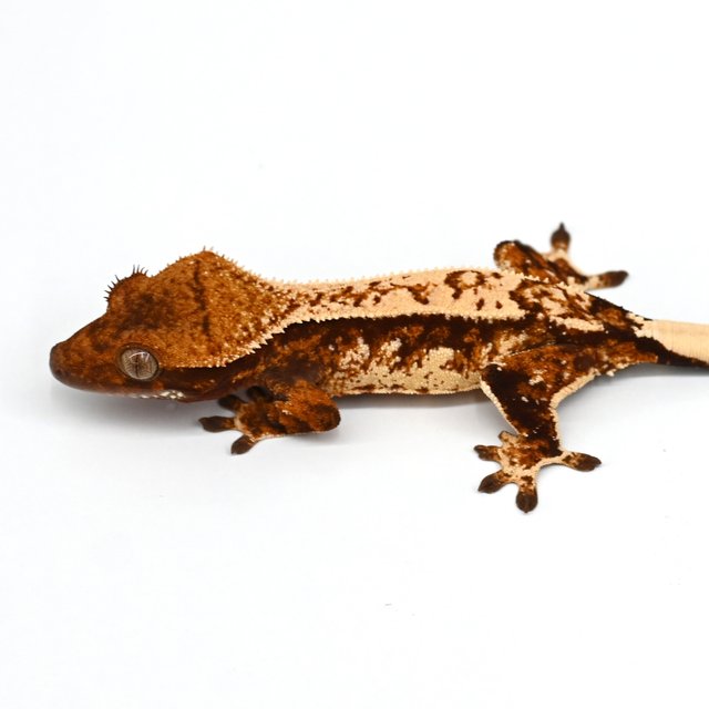 트라이 익스트림할리퀸