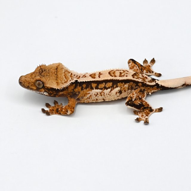 노멀 트라이 익스트림할리퀸