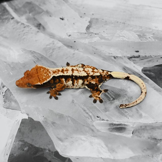 텐저린 타이거 트라이 익스트림할리퀸