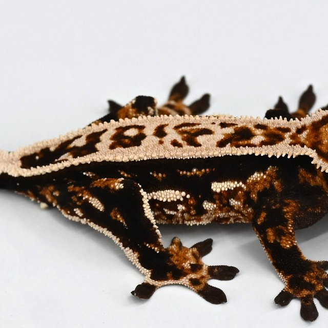 핀스트라이프 슈퍼스트라이프 트라이 익스트림할리퀸 텐저린