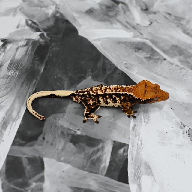 트라이 익스트림할리퀸 화이트크라운 텐저린 타이거