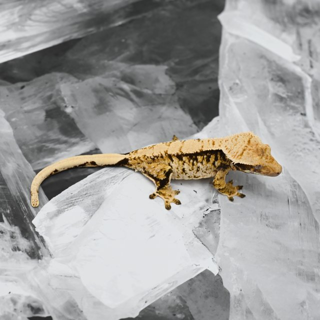 노멀 익스트림할리퀸 드리피 크림 트라이