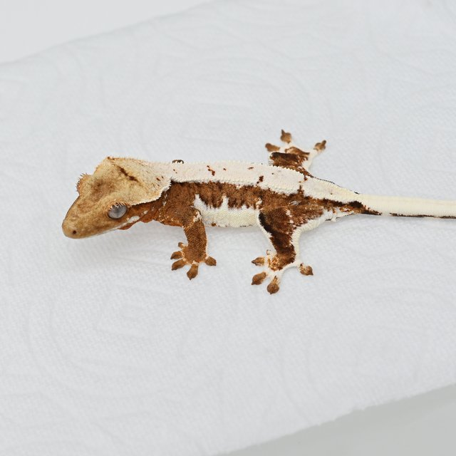 릴리화이트 크림