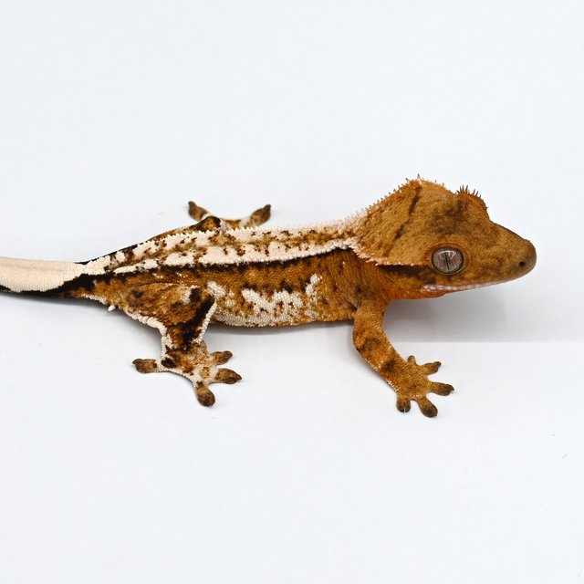 노멀 익스트림할리퀸 트라이