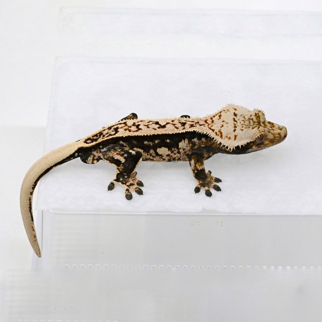 노멀 슈퍼스트라이프 풀핀 핀스트라이프