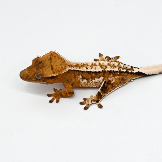 노멀 익스트림할리퀸 트라이