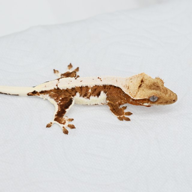 릴리화이트 크림