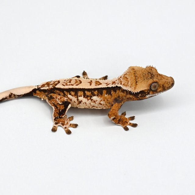 노멀 트라이 익스트림할리퀸