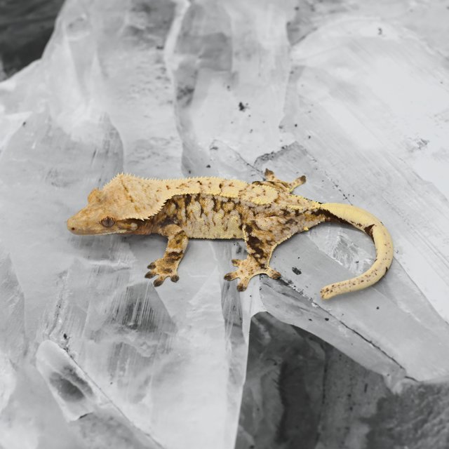 노멀 트라이 익스트림할리퀸 드리피 화이트스팟 화이트