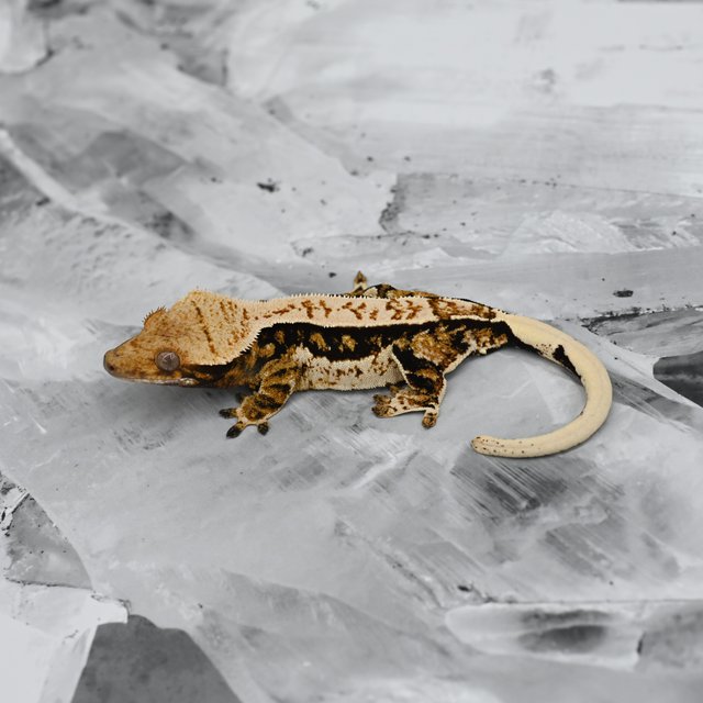 노멀 트라이 익스트림할리퀸 쿼드 텐저린 타이거