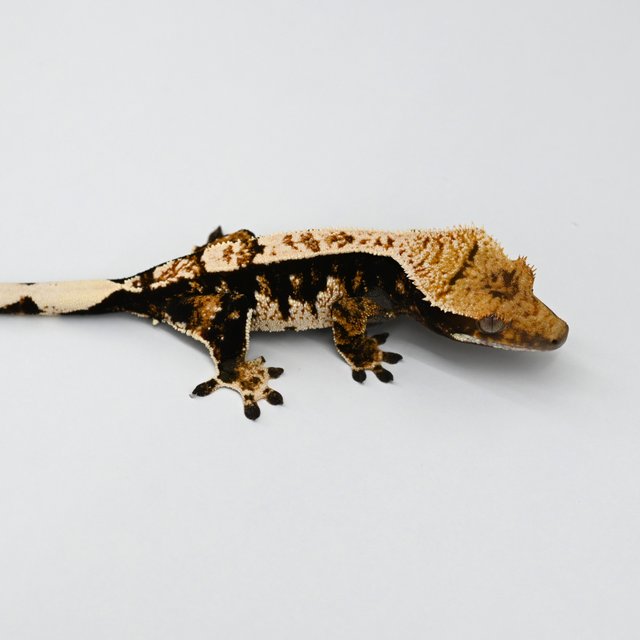 노멀 익스트림할리퀸 트라이