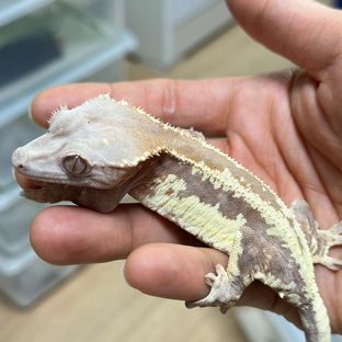 프라푸치노