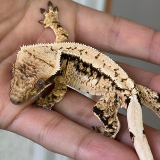 노멀 트라이 쿼드