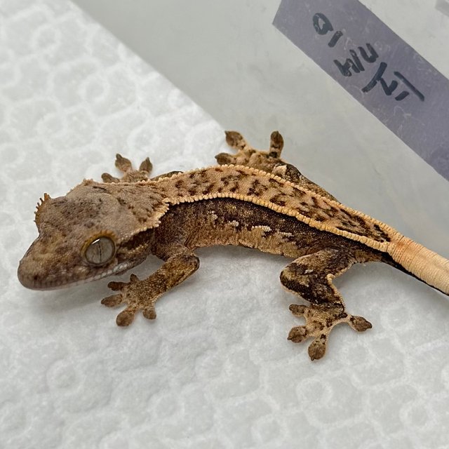 노멀 트라이 풀핀