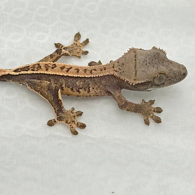 노멀 풀핀 트라이