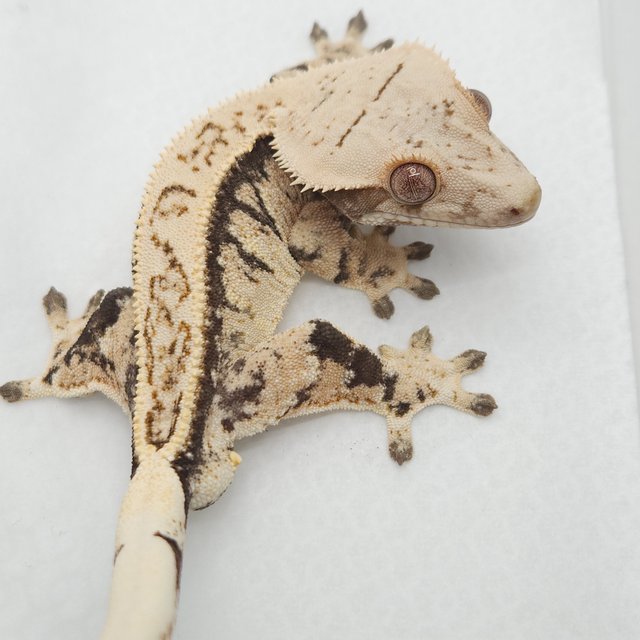 노멀 트라이 풀핀