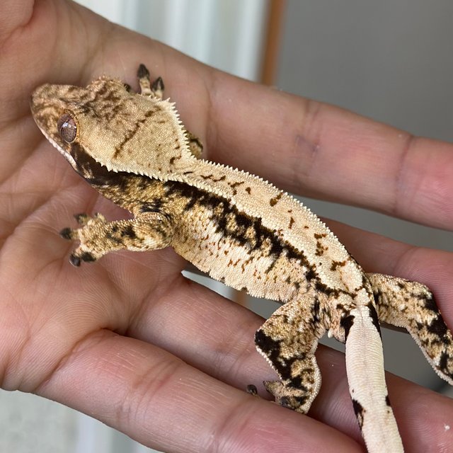 노멀 트라이 쿼드