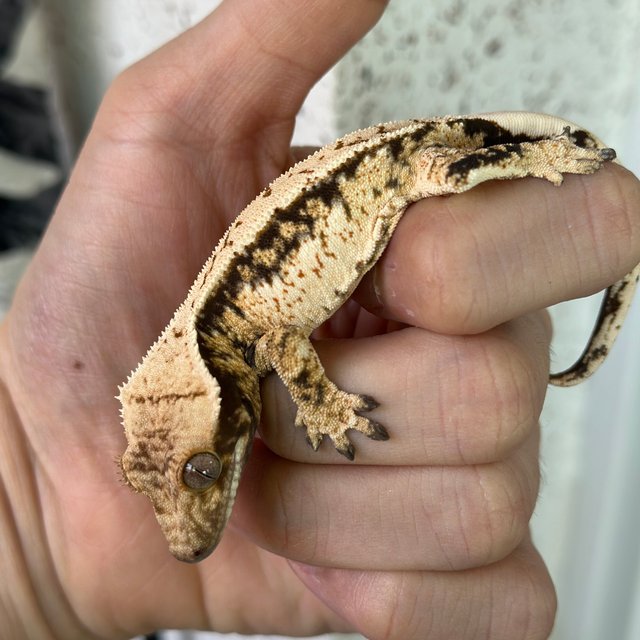 노멀 트라이 쿼드