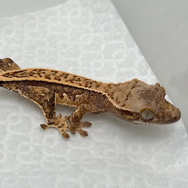 노멀 트라이 풀핀