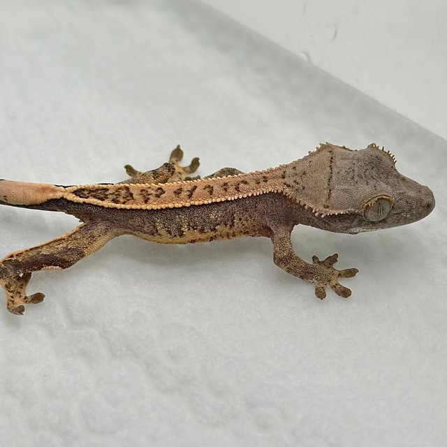 노멀 풀핀 트라이