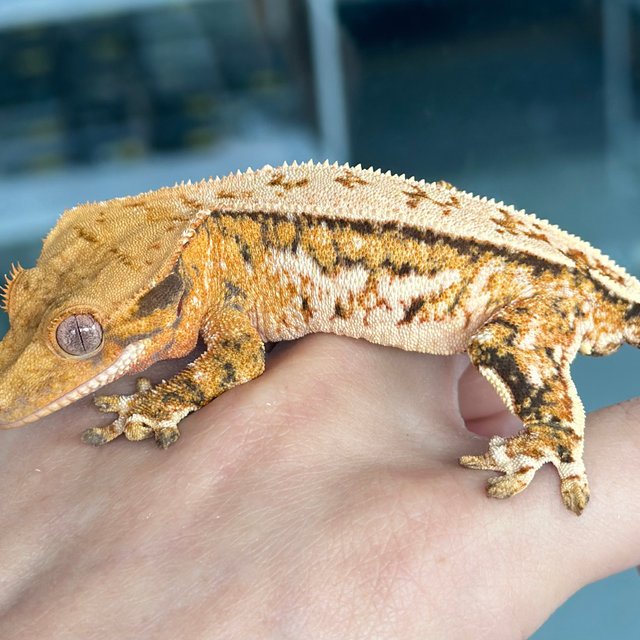 노멀 트라이 쿼드