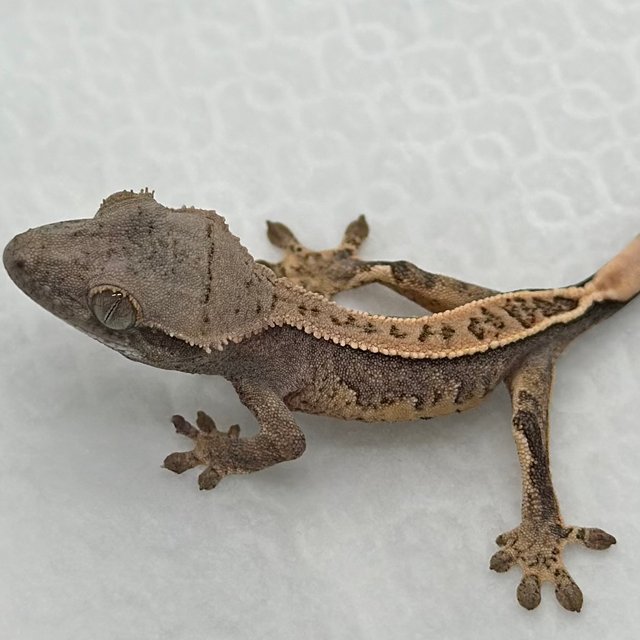 노멀 풀핀 트라이