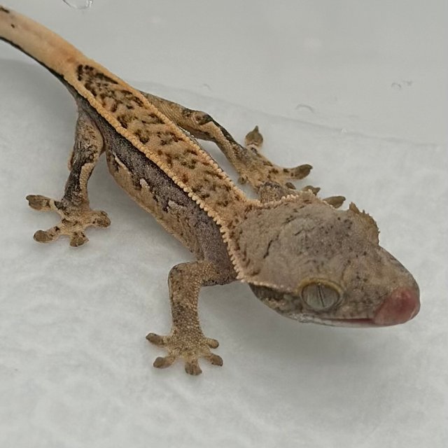 노멀 트라이 풀핀