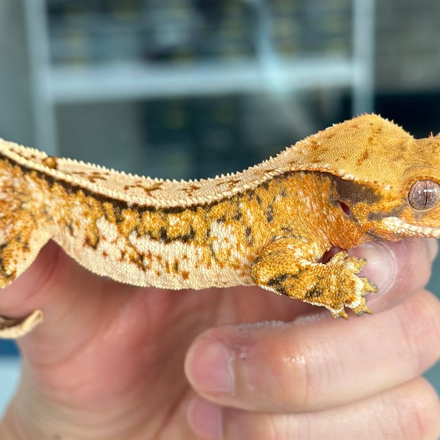 노멀 트라이 쿼드