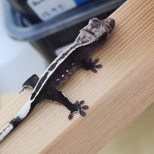 아잔틱
