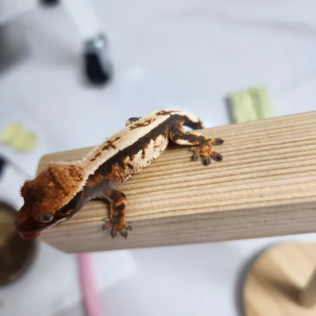 세이블