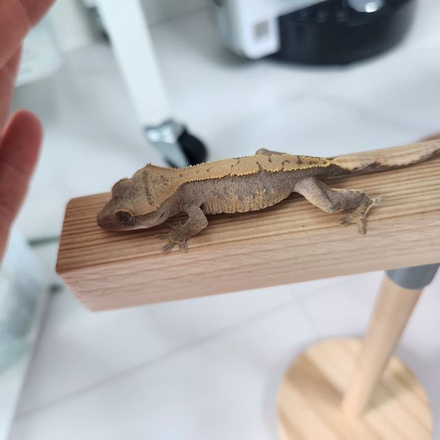 100%헷아잔틱