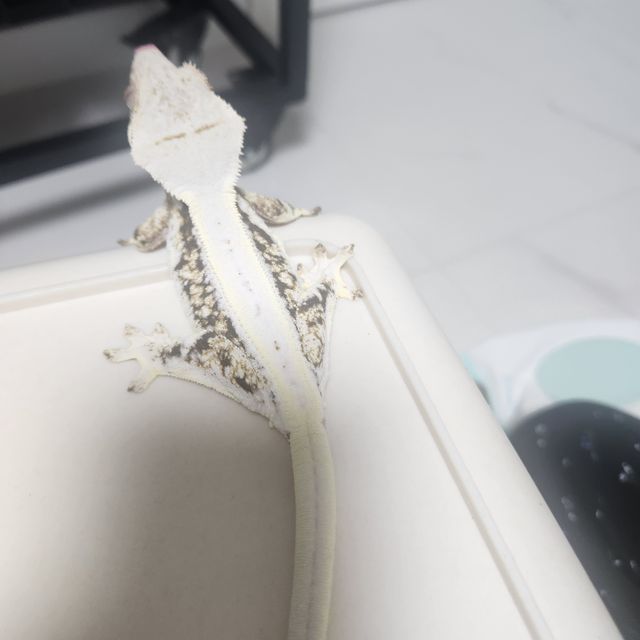 릴리화이트