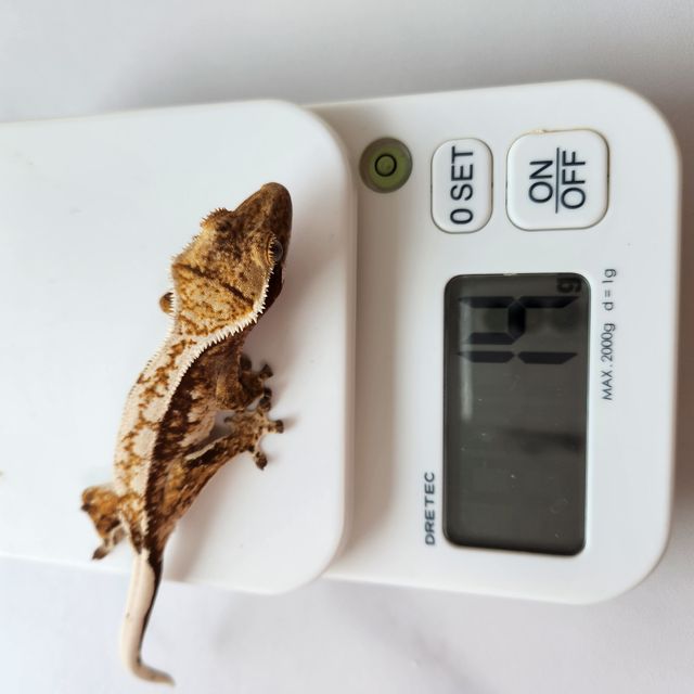 익스트림할리퀸